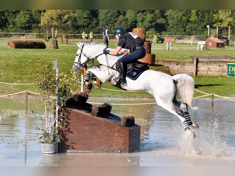 KWPN Gelding 11 years Grey in Farra di Soligo