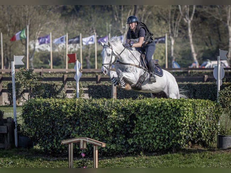 KWPN Gelding 11 years Grey in Farra di Soligo