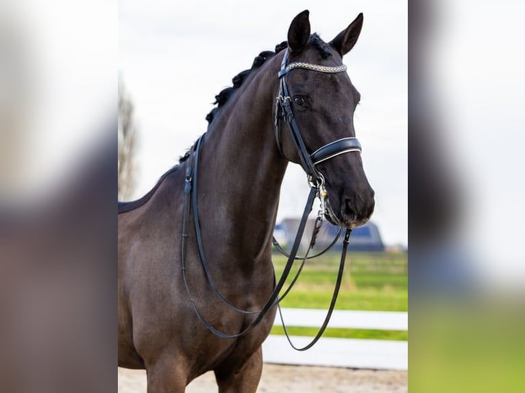 KWPN Gelding 12 years 15,2 hh Brown in Fillmore