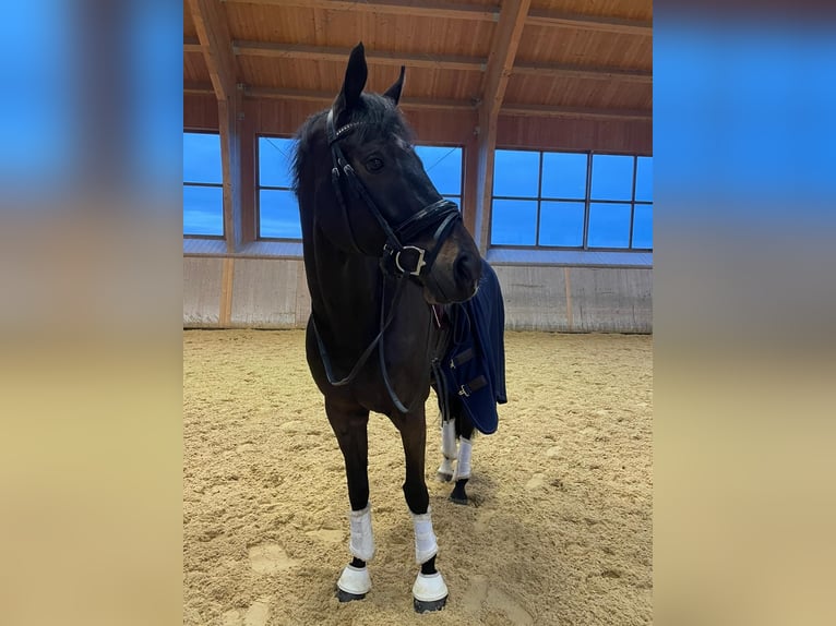 KWPN Gelding 12 years 16,1 hh Bay-Dark in Bramsche