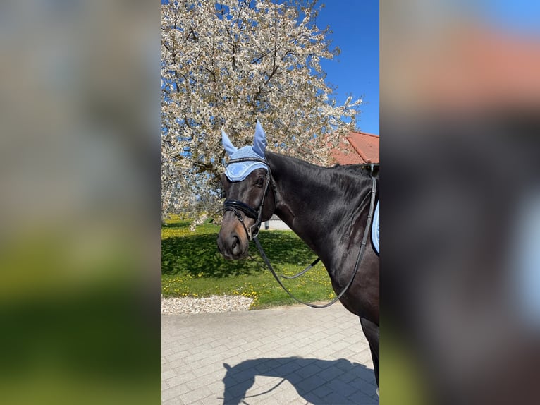 KWPN Gelding 12 years 16,1 hh Bay-Dark in Bramsche