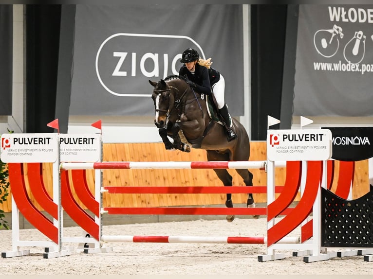 KWPN Gelding 12 years 16.1 hh Bay-Dark in Poznan