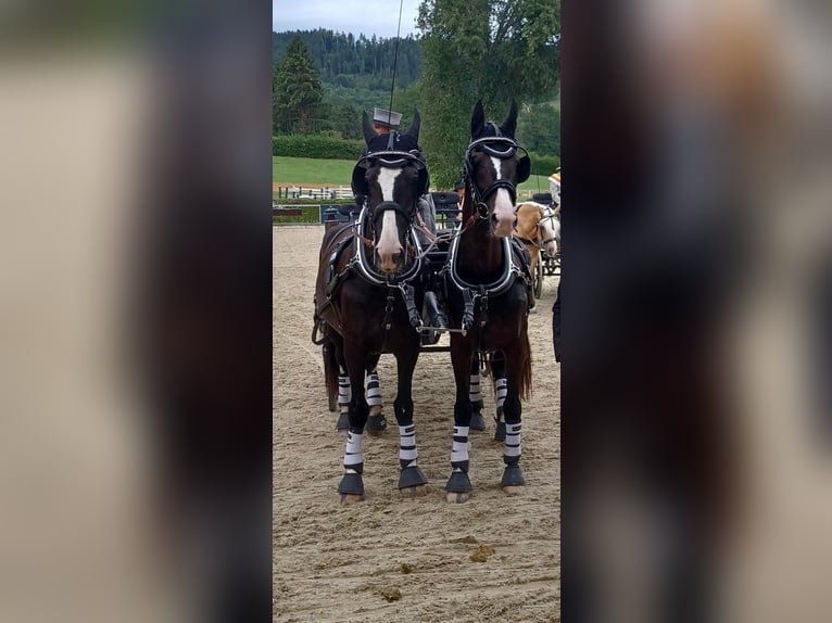 KWPN Gelding 12 years 16,1 hh Black in Pelmberg