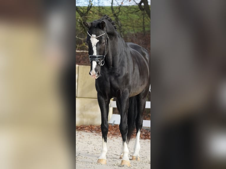KWPN Gelding 12 years 16.1 hh Black in Nettersheim