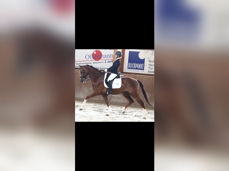 KWPN Gelding 12 years 16.1 hh Chestnut in Eschweiler