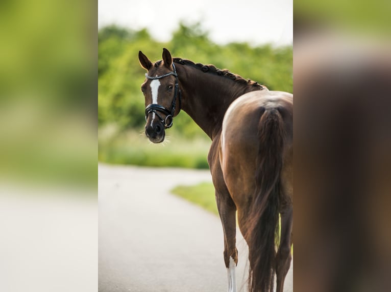 KWPN Gelding 12 years 16.1 hh Chestnut in Eschweiler