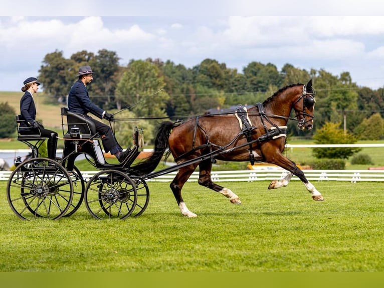 KWPN Gelding 12 years 16,2 hh Brown in Kolín