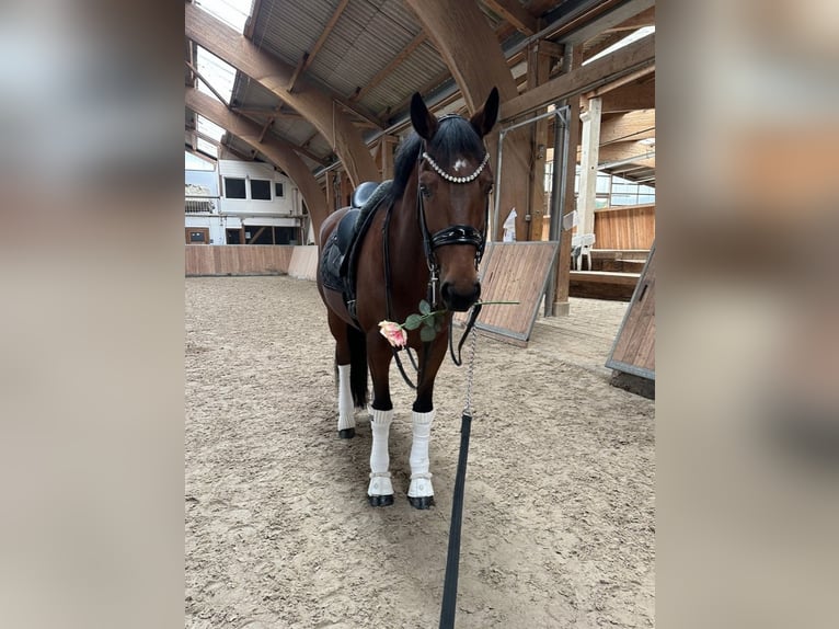 KWPN Gelding 12 years 16,2 hh Brown in Guxhagen