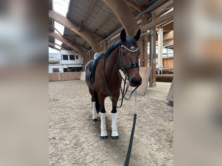 KWPN Gelding 12 years 16,2 hh Brown in Guxhagen