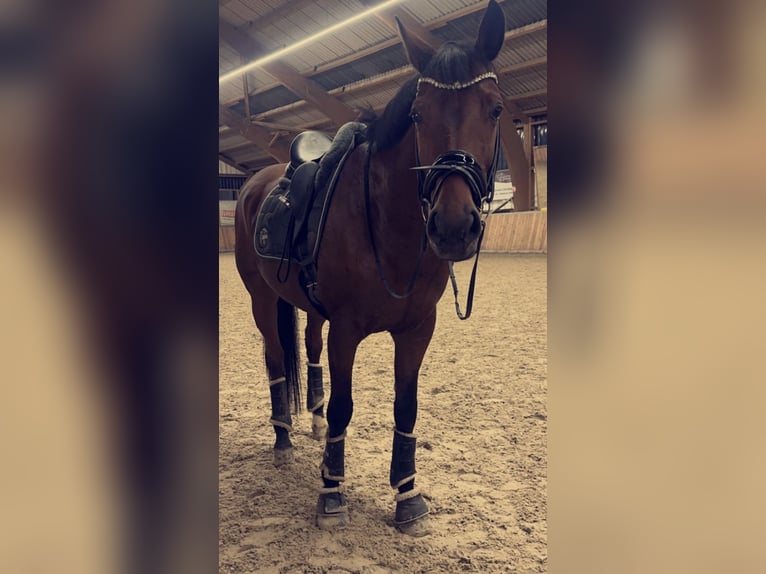 KWPN Gelding 12 years 16,2 hh Brown in Guxhagen