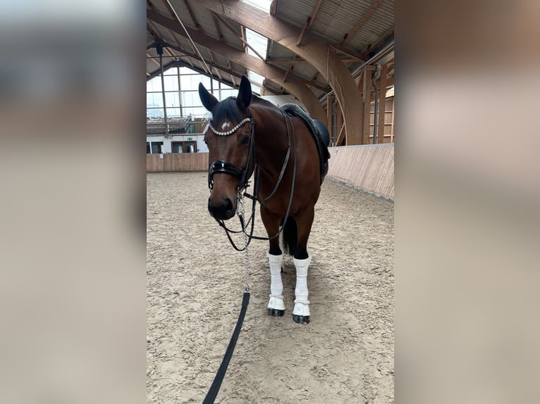 KWPN Gelding 12 years 16,2 hh Brown in Guxhagen