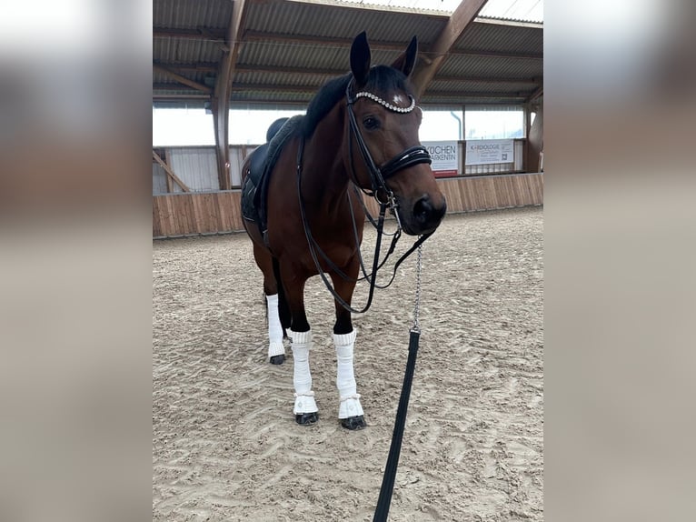 KWPN Gelding 12 years 16,2 hh Brown in Guxhagen