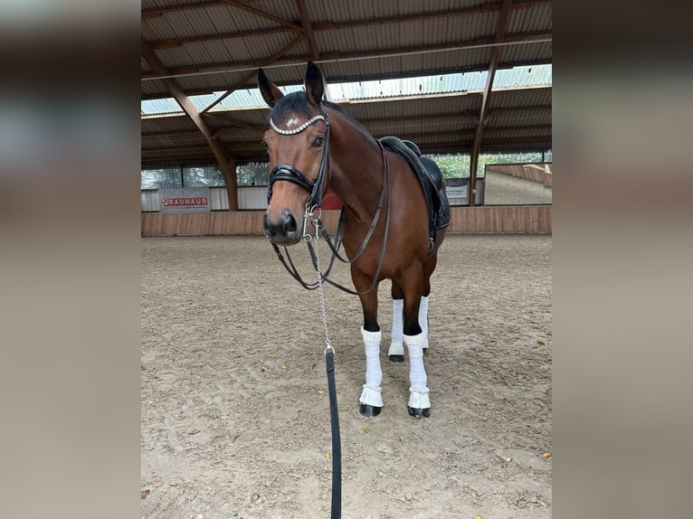 KWPN Gelding 12 years 16,2 hh Brown in Guxhagen