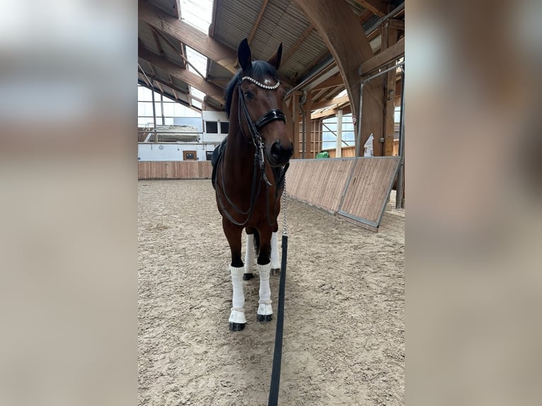 KWPN Gelding 12 years 16,2 hh Brown in Guxhagen