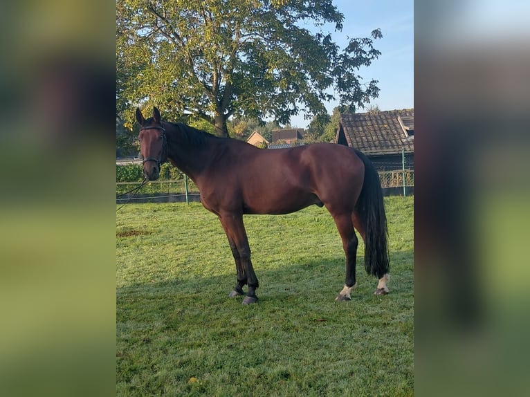 KWPN Gelding 12 years 16.2 hh Brown in HeinsbergWaldfeucht