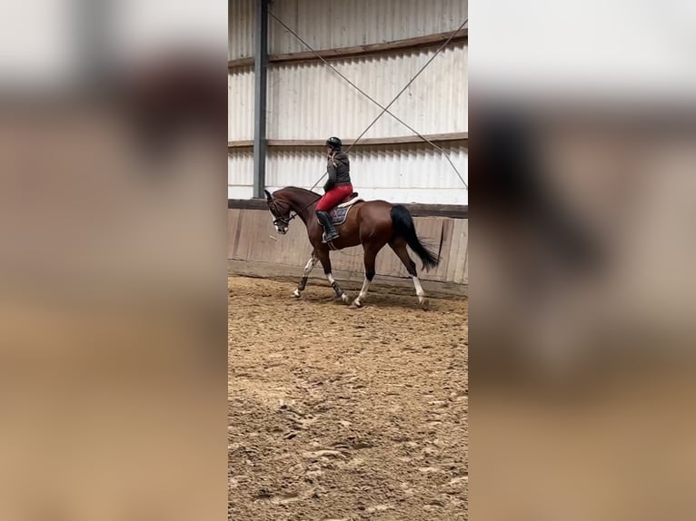 KWPN Gelding 12 years 16,2 hh Brown in Bad Kreuznach