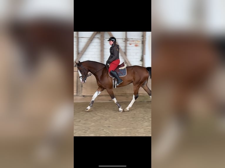 KWPN Gelding 12 years 16,2 hh Brown in Bad Kreuznach