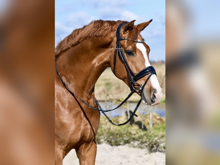 KWPN Gelding 12 years 16.2 hh Chestnut-Red in Pelmberg