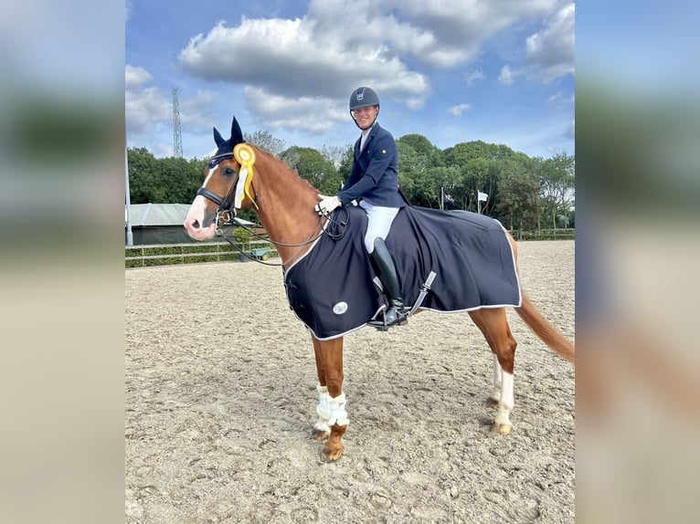 KWPN Gelding 12 years 16.2 hh Chestnut-Red in Pelmberg
