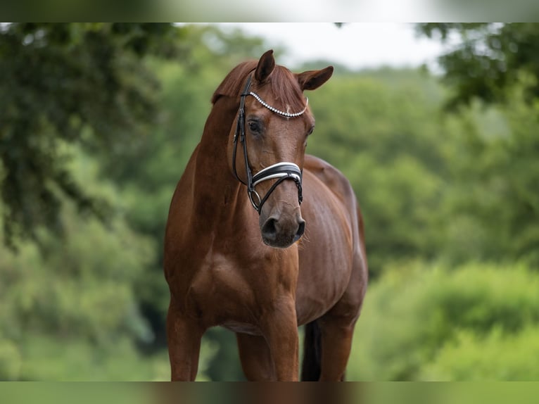 KWPN Gelding 12 years 16.2 hh Chestnut-Red in Windhagen