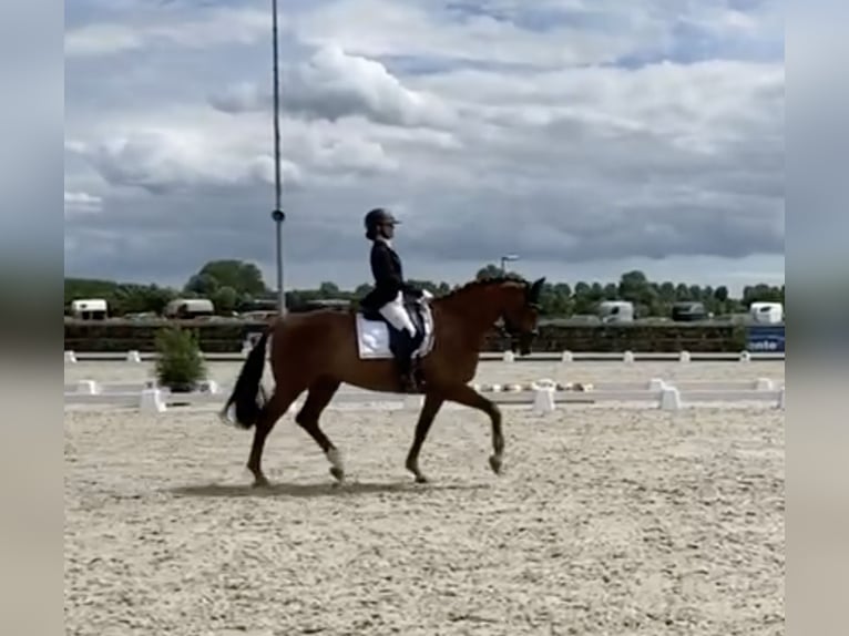 KWPN Gelding 12 years 16,2 hh Chestnut-Red in HEUVELLAND