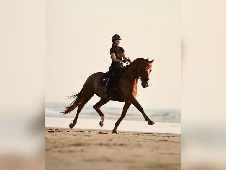 KWPN Gelding 12 years 16,2 hh Chestnut-Red in HEUVELLAND