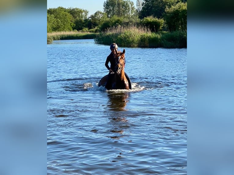 KWPN Gelding 12 years 16,2 hh Chestnut-Red in HEUVELLAND