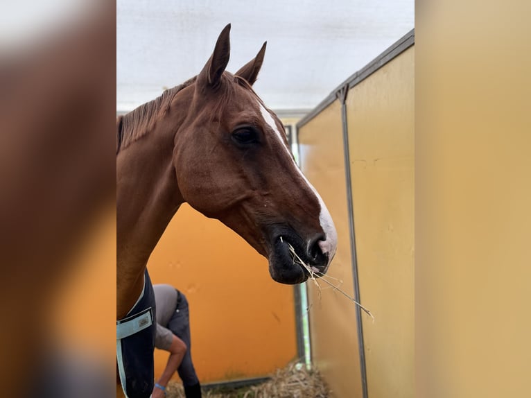 KWPN Gelding 12 years 16,2 hh Chestnut-Red in Lohne (Oldenburg)