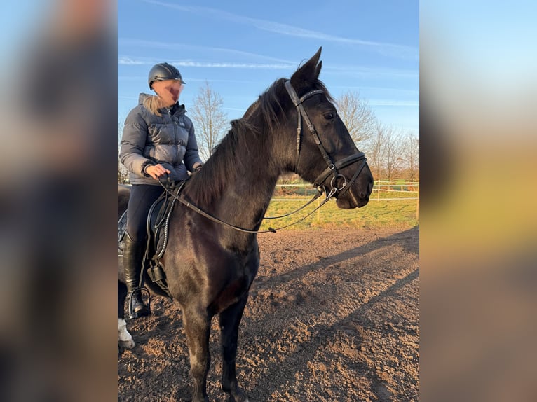KWPN Gelding 12 years 16 hh Black in Ahaus
