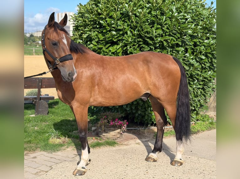 KWPN Gelding 12 years 16 hh Brown in Langerwehe