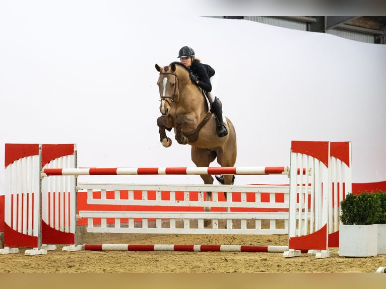 KWPN Gelding 12 years 16 hh Brown in Waddinxveen