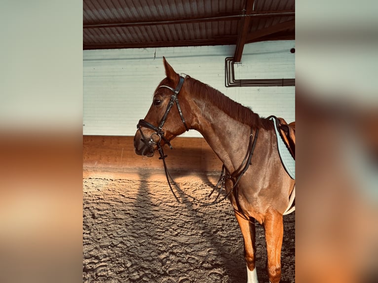 KWPN Gelding 12 years 16 hh Chestnut in Eschweiler