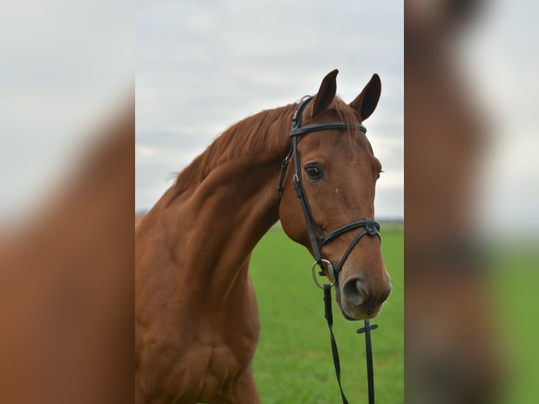 KWPN Gelding 12 years 16 hh Chestnut-Red in Geilenkirchen