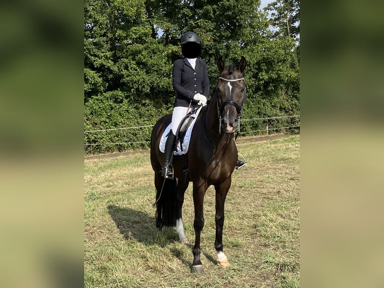 KWPN Gelding 12 years 16,1 hh Black in Werne