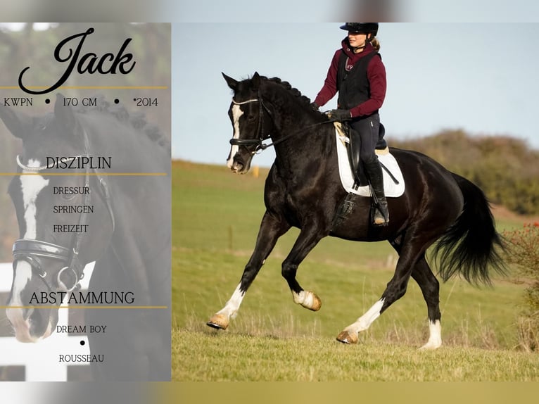 KWPN Gelding 12 years 16,1 hh Black in Nettersheim