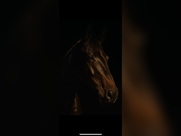 KWPN Gelding 12 years 16,1 hh Black in Durmersheim