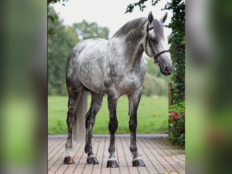 KWPN Gelding 12 years 16,1 hh Grey in Forch
