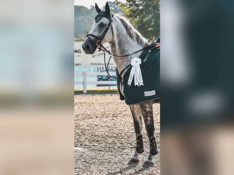 KWPN Gelding 12 years 16,1 hh Grey in Forch