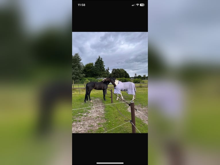 KWPN Gelding 12 years 16,1 hh Pinto in Boom