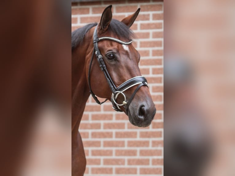 KWPN Gelding 12 years 16,2 hh Bay-Dark in Enschede