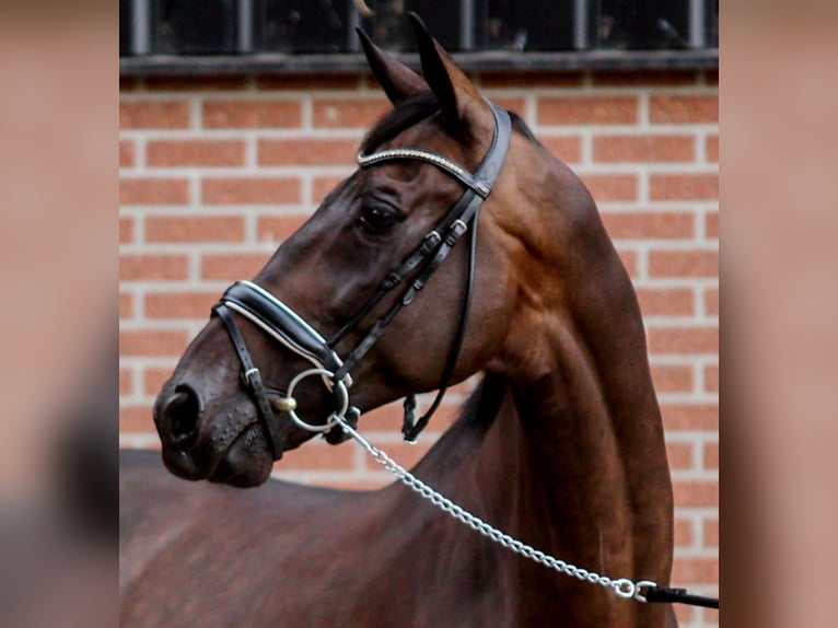 KWPN Gelding 12 years 16,2 hh Bay-Dark in Enschede