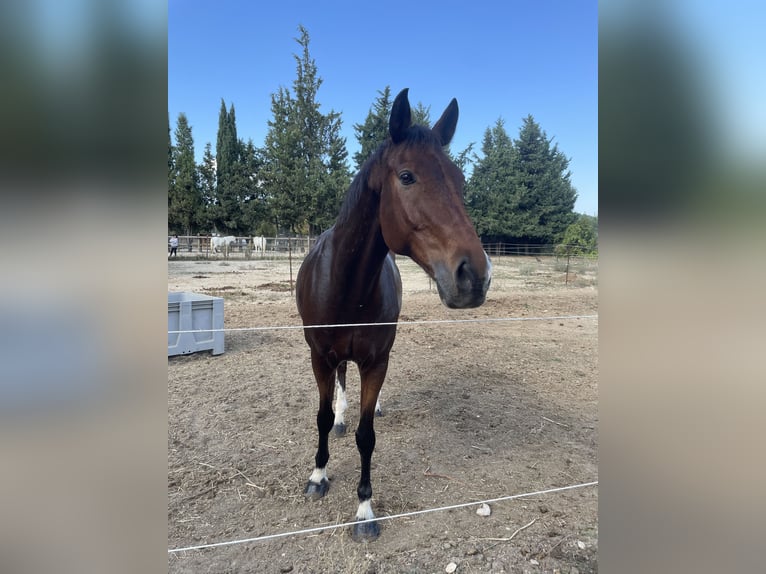KWPN Gelding 12 years 16,2 hh Bay-Dark in Saint Côme et Maruejols