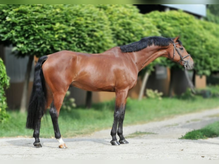 KWPN Gelding 12 years 16,2 hh Brown in Schattendorf