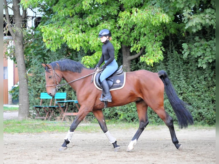 KWPN Gelding 12 years 16,2 hh Brown in Schattendorf