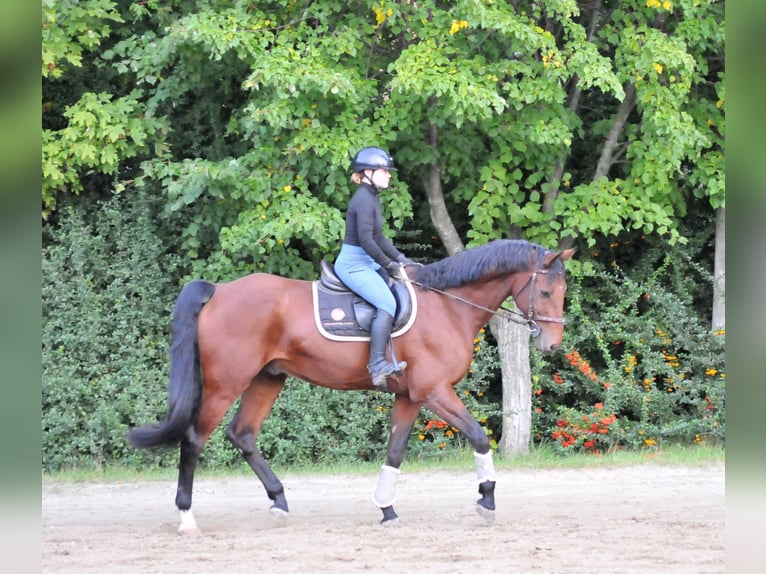 KWPN Gelding 12 years 16,2 hh Brown in Schattendorf