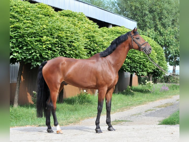 KWPN Gelding 12 years 16,2 hh Brown in Schattendorf
