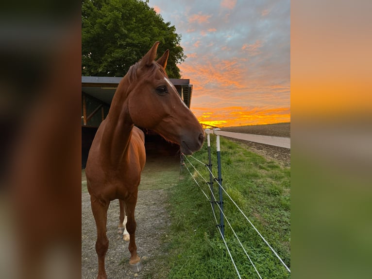 KWPN Gelding 12 years 16,2 hh Chestnut-Red in Rosenberg