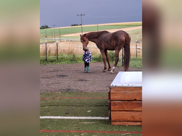 KWPN Gelding 12 years 16,2 hh Chestnut-Red in Rosenberg