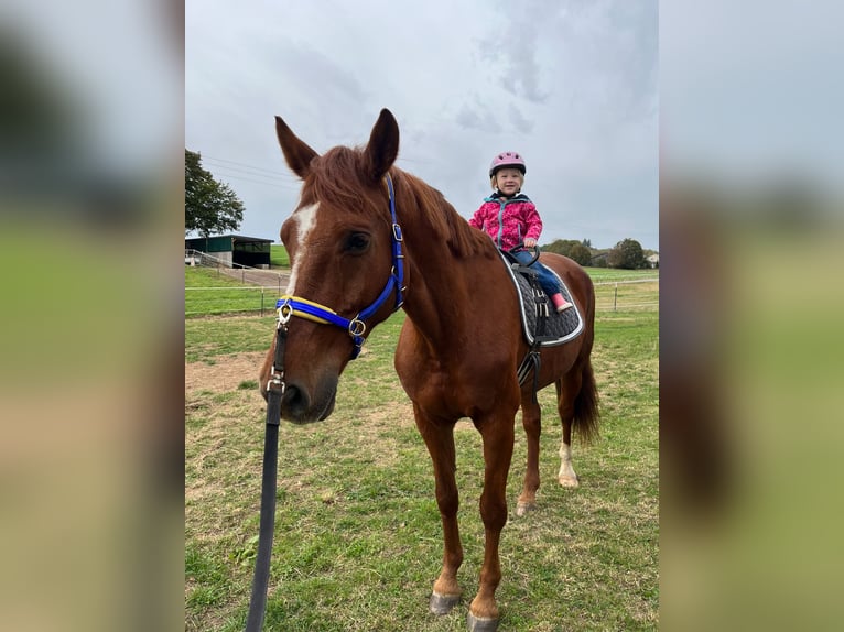 KWPN Gelding 12 years 16,2 hh Chestnut-Red in Rosenberg