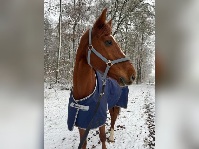 KWPN Gelding 12 years 16,2 hh Chestnut-Red in Rosenberg
